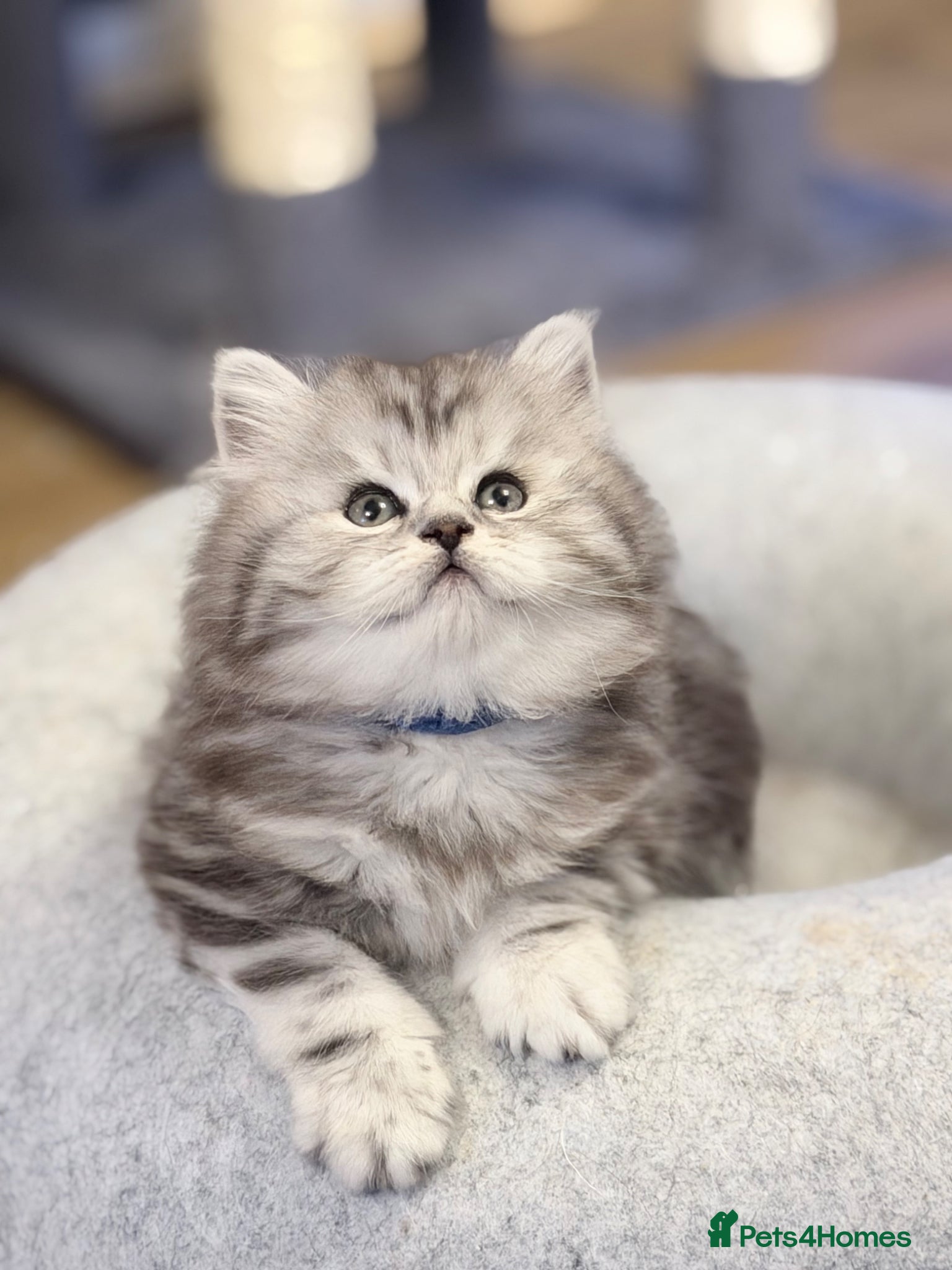 British Longhair cats for sale: RARE GCCF reg PKD Clear BLH Silver Tabby Kittens - Advert 8