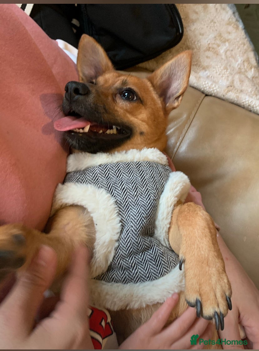 Mixed Breed dogs Pomeranian Jack Russell looking for a home £100 - Advert 3