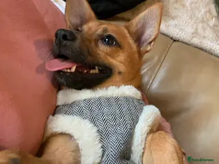 Mixed Breed dogs Pomeranian Jack Russell looking for a home £100 - Advert 3