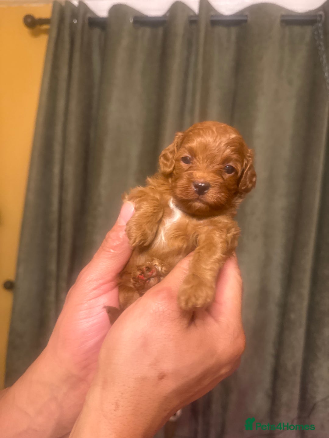 Cavapoo dogs for sale: F1b Cavapoo extensively health tested mum&dad  - Advert 12