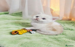 Scottish Fold cats for sale: Bundle of 11 Scottish fold Straight Ears Kittens - Image 7