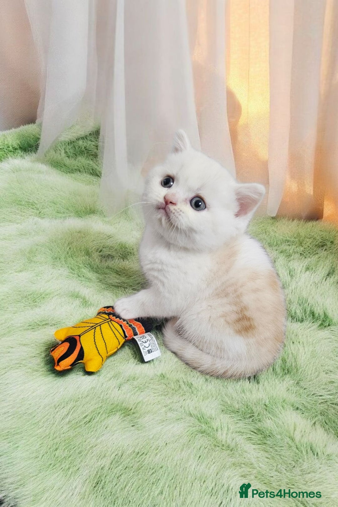 Scottish Fold cats for sale: Bundle of 11 Scottish fold Straight Ears Kittens - Image 7