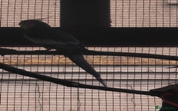 Cockatiels birds for sale: Young Male all grey mixed pied cockatiel  - Image 5