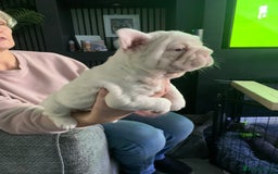 French Bulldog dogs for sale: Platinum Full Pink Big Rope Boy - Image 2