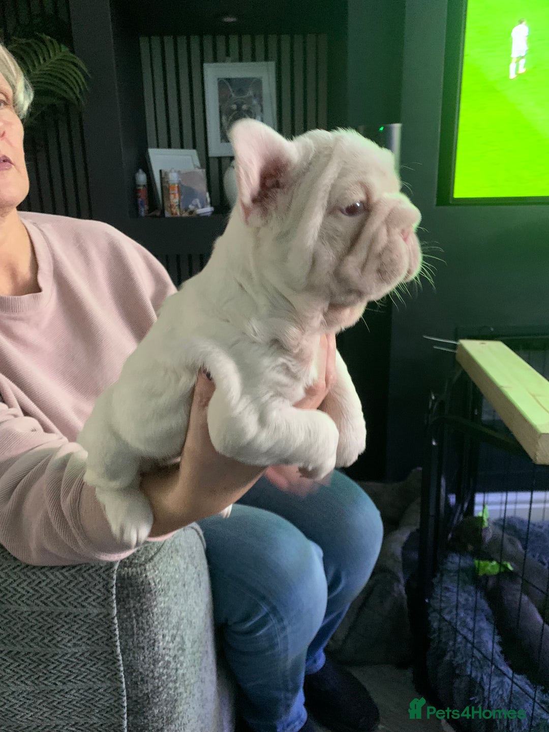 French Bulldog dogs for sale: Platinum Full Pink Big Rope Boy - Image 2