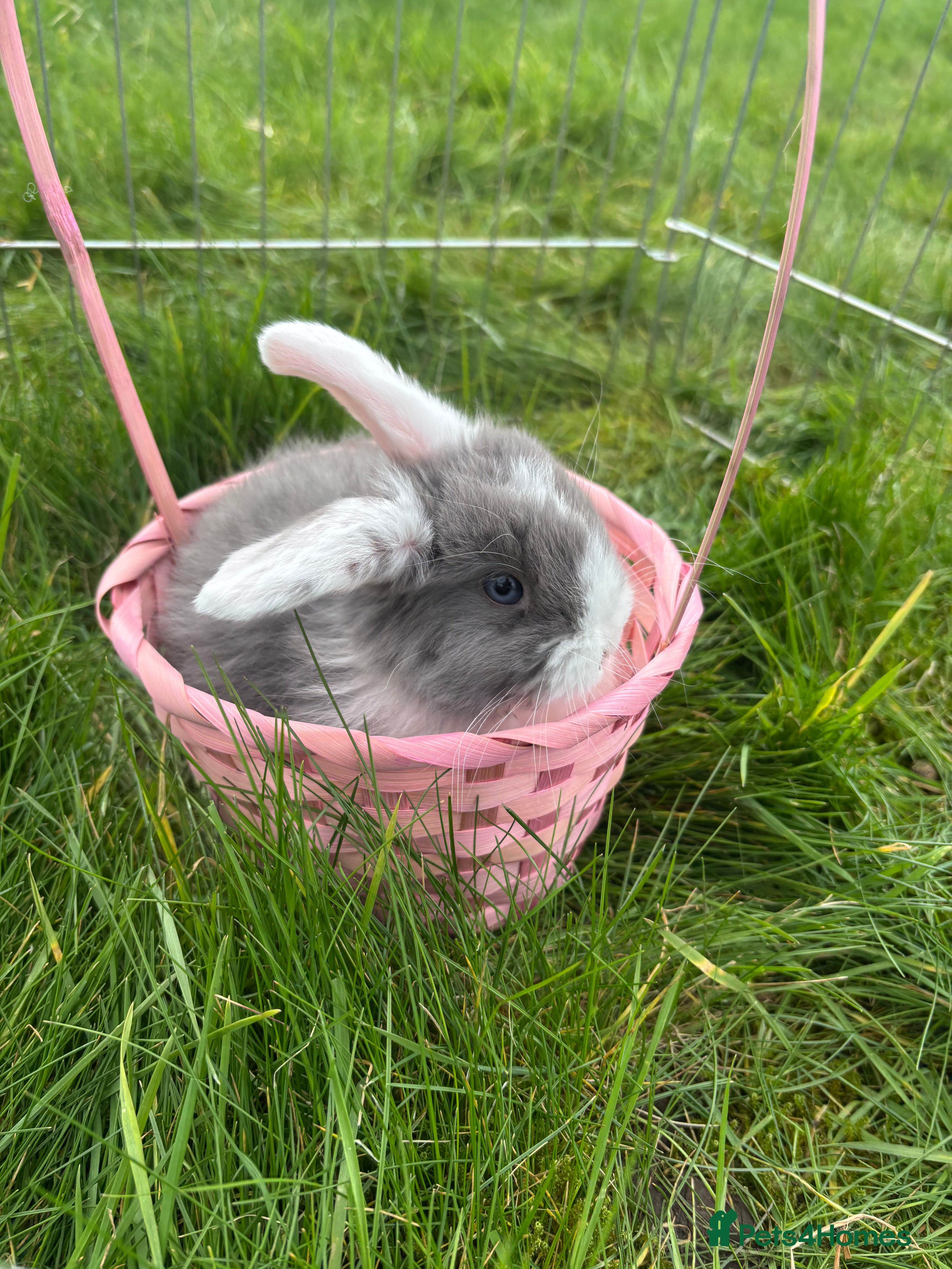 Mini Lop rabbits 2 blue eye boys mini lops  - Advert 1