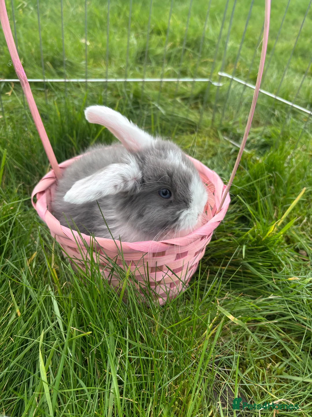 Mini Lop rabbits for sale: 2 blue eye boys mini lops  - Advert 1