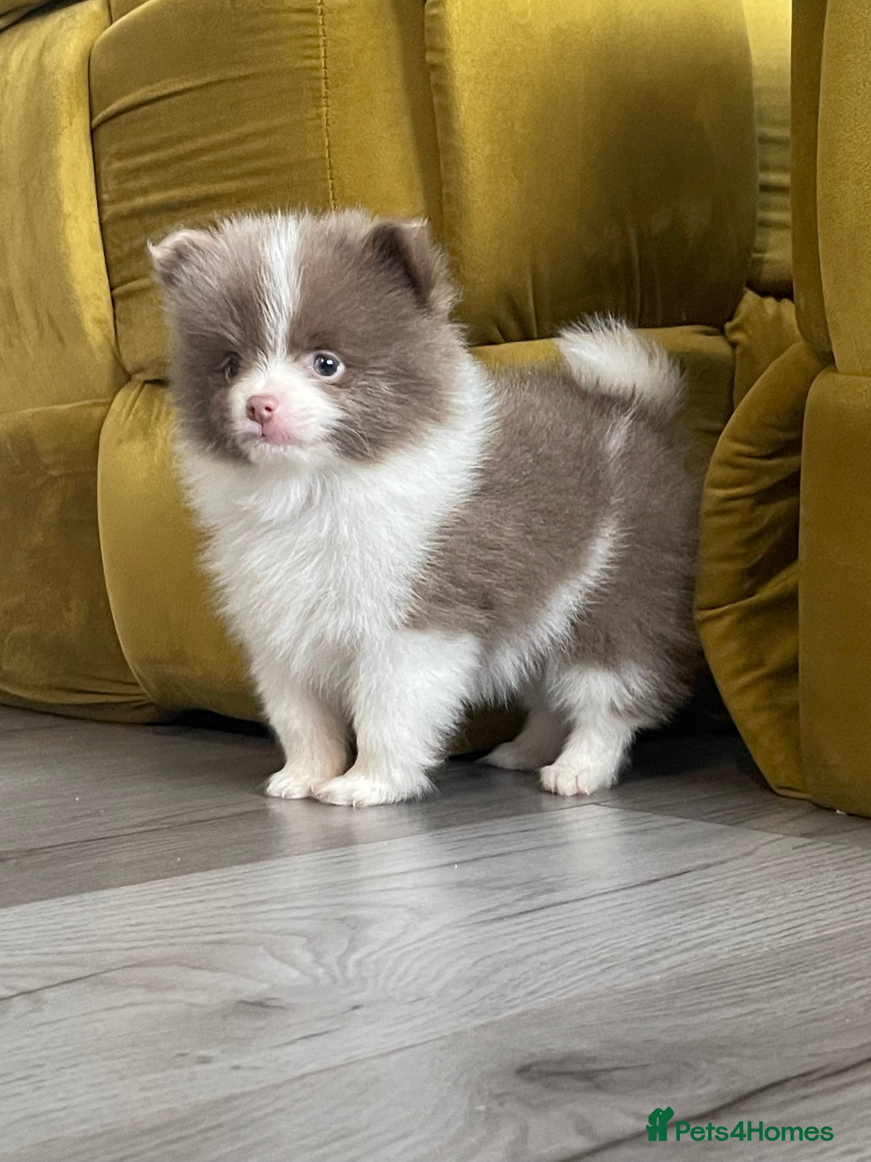 Pomeranian dogs 💜 POMERANIANS💜 - Advert 17