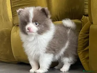 Pomeranian dogs 💜 POMERANIANS💜 - Advert 18