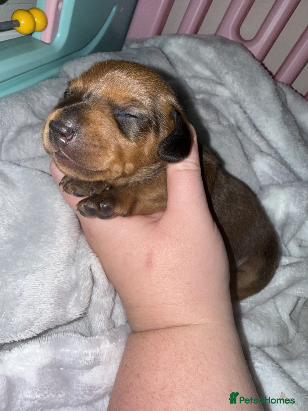 Miniature Dachshund dogs for sale: Mini Dachshund Puppies - Advert 1