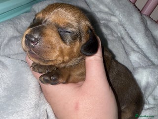Miniature Dachshund dogs Mini Dachshund Puppies - Advert 1