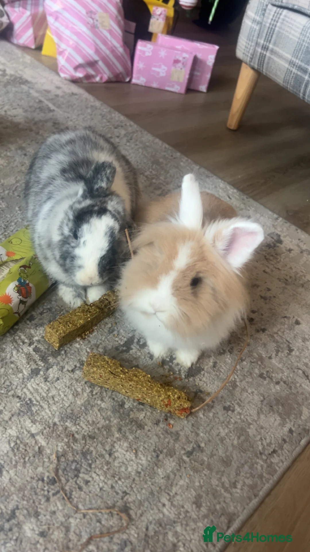 Mini Lop rabbits for sale: Lion head and mini lop - Advert 1