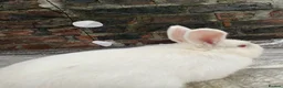 Mixed Breed rabbits for sale: Gorgeous albino rabbit for sale - Advert 2
