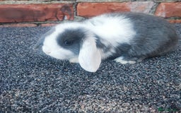 Mini Lop rabbits for sale: Baby mini lop bunnies - Image 4