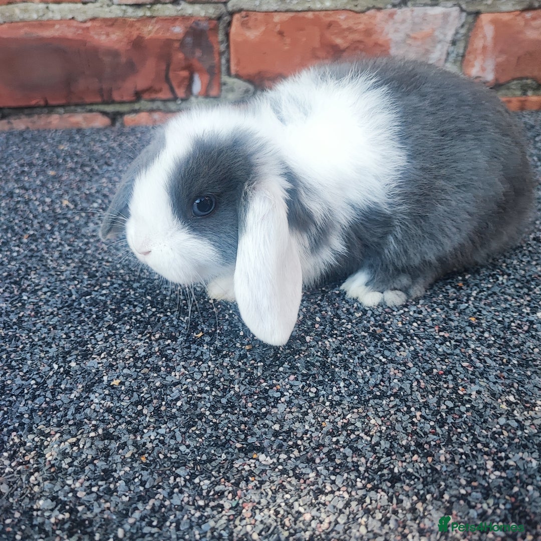 Mini Lop rabbits for sale: Baby mini lop bunnies - Image 4