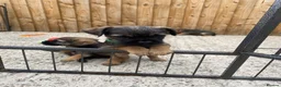 Border Terrier dogs for sale: ⭐️ KC BORDER TERRIERS, READY TO LEAVE NOW - Advert 8