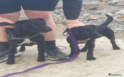 Patterdale Terrier dogs for sale: Patterdale puppies  - Image 3