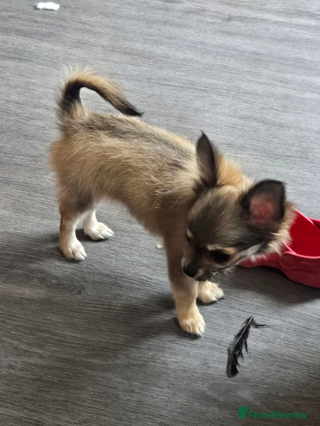 Chihuahua dogs for sale: Stunning chihuahua girl available  - Advert 3