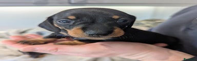 Miniature Dachshund Puppy 2