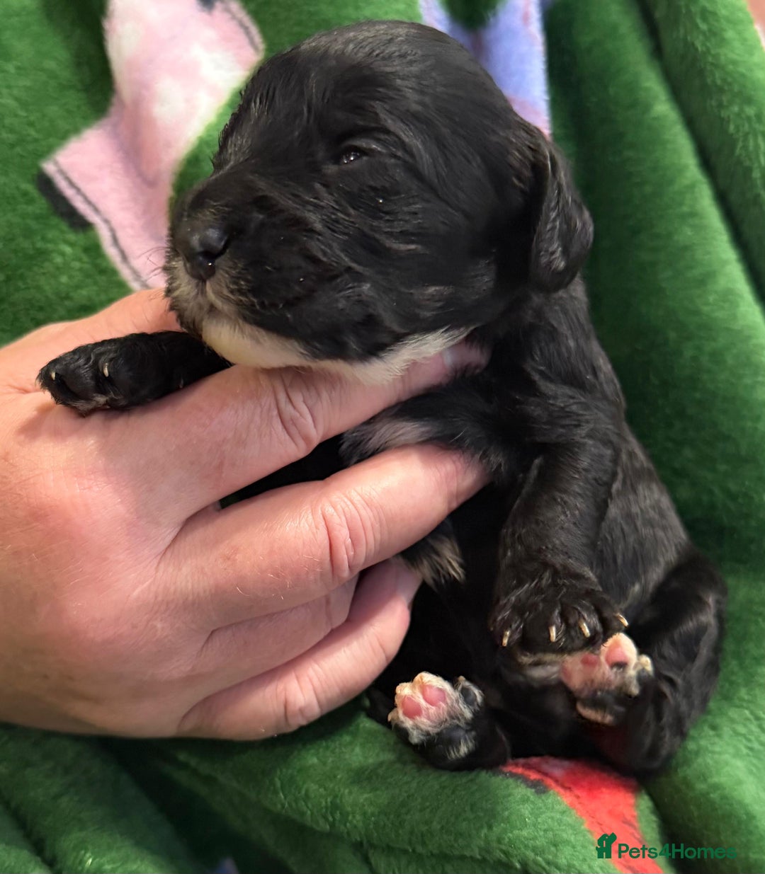 Cockapoo dogs for sale: F1 various mini cockapoos 30 dna health tested clr - Advert 15