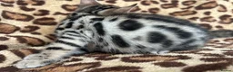 Bengal cats for sale: Beautiful Litter of Bengal Kittens - TICA Reg - Advert 22