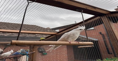 Cockatiels birds - Advert 4