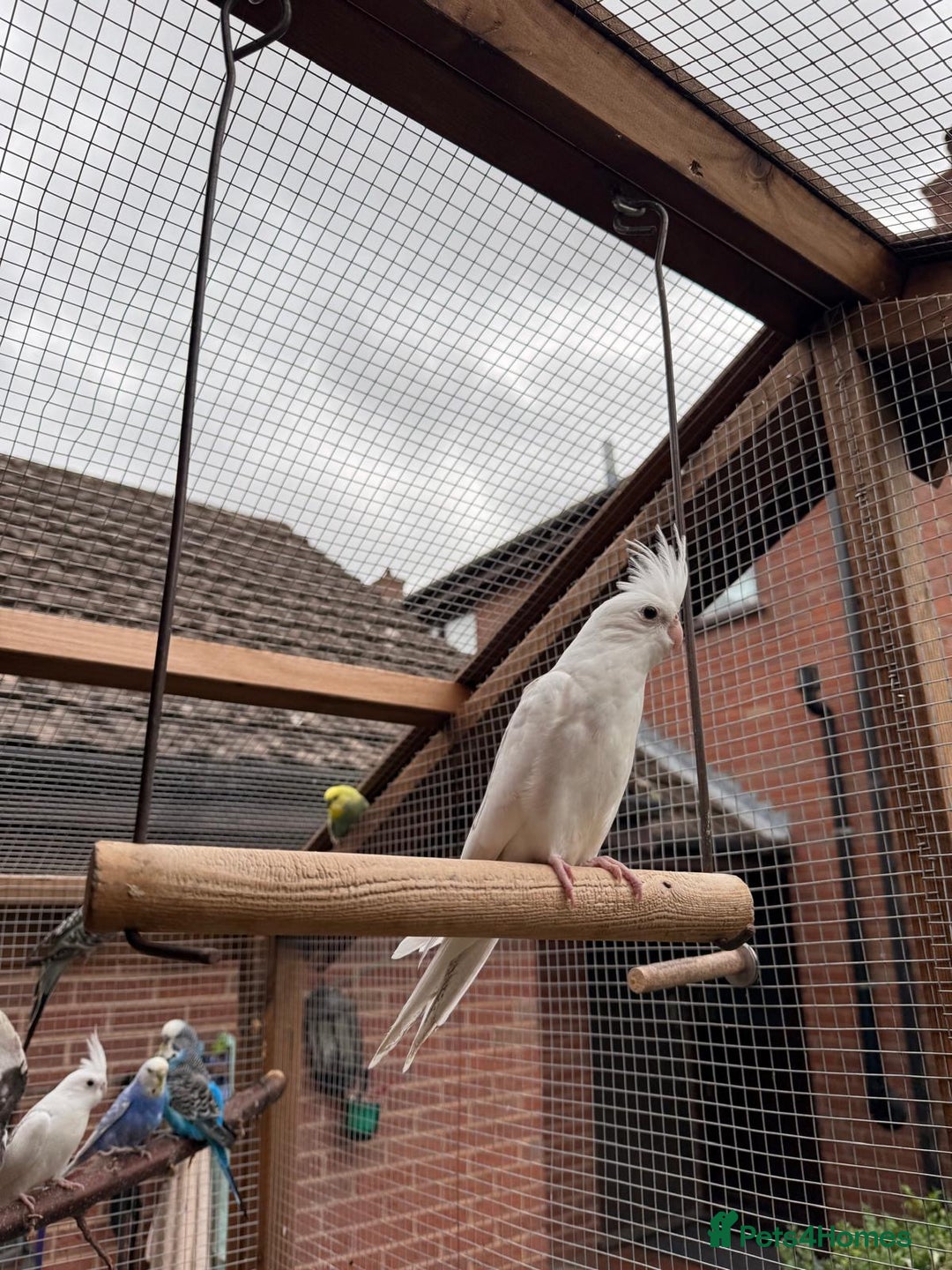 Cockatiels birds for sale: Beautiful baby cockatiels  - Image 2