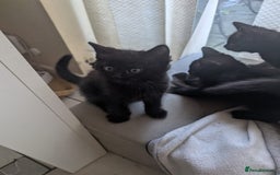 Brazilian Shorthair cats for sale: Beautiful  black  cat  - Image 2