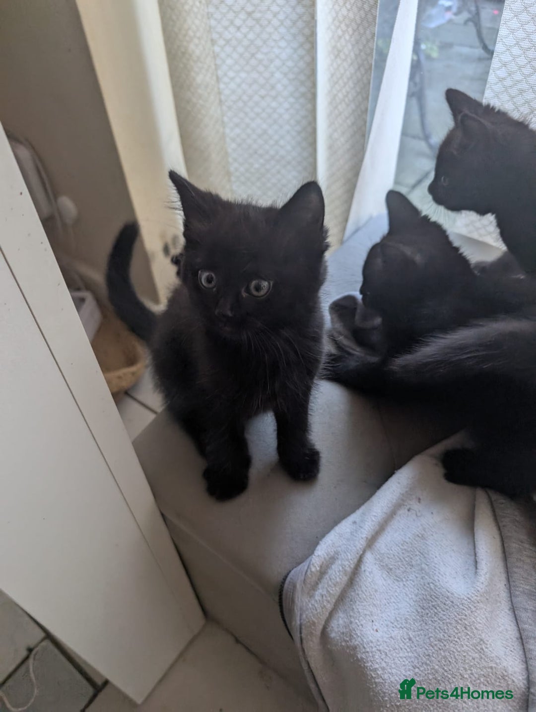 Brazilian Shorthair cats for sale: Beautiful  black  cat  - Image 2