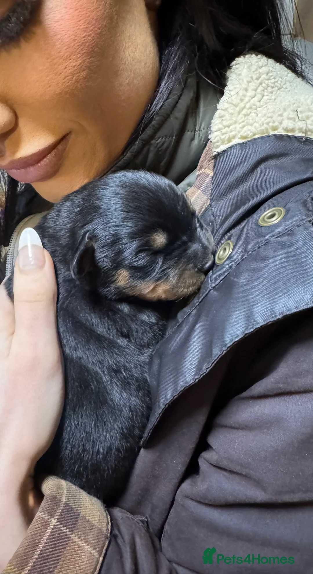 Rottweiler dogs for sale: Rottweiler Puppies for sale in Liverpool - Advert 2