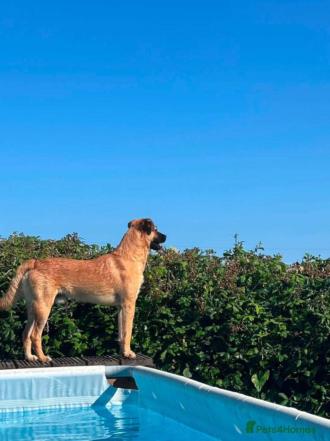 Mixed Breed dogs for adoption: Stan 💙🐾 Long term foster home wanted  - Advert 3