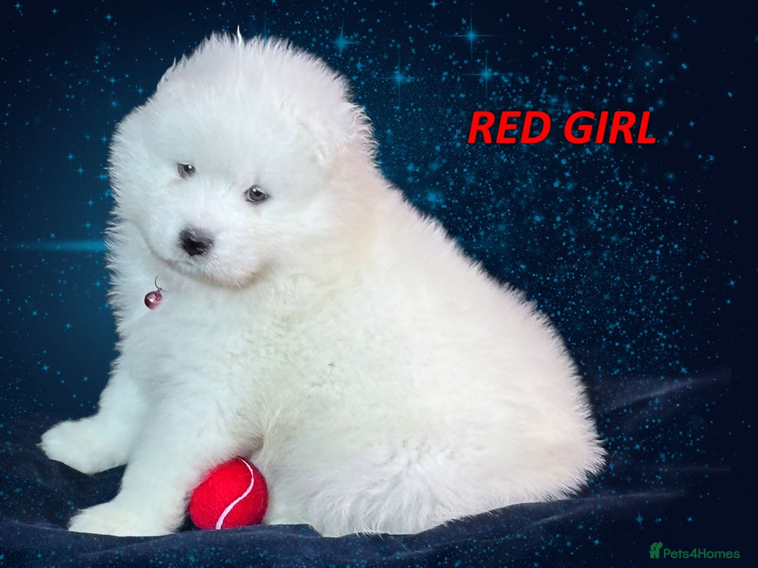 Samoyed dogs for sale: Puppies from three times champion father - Advert 12