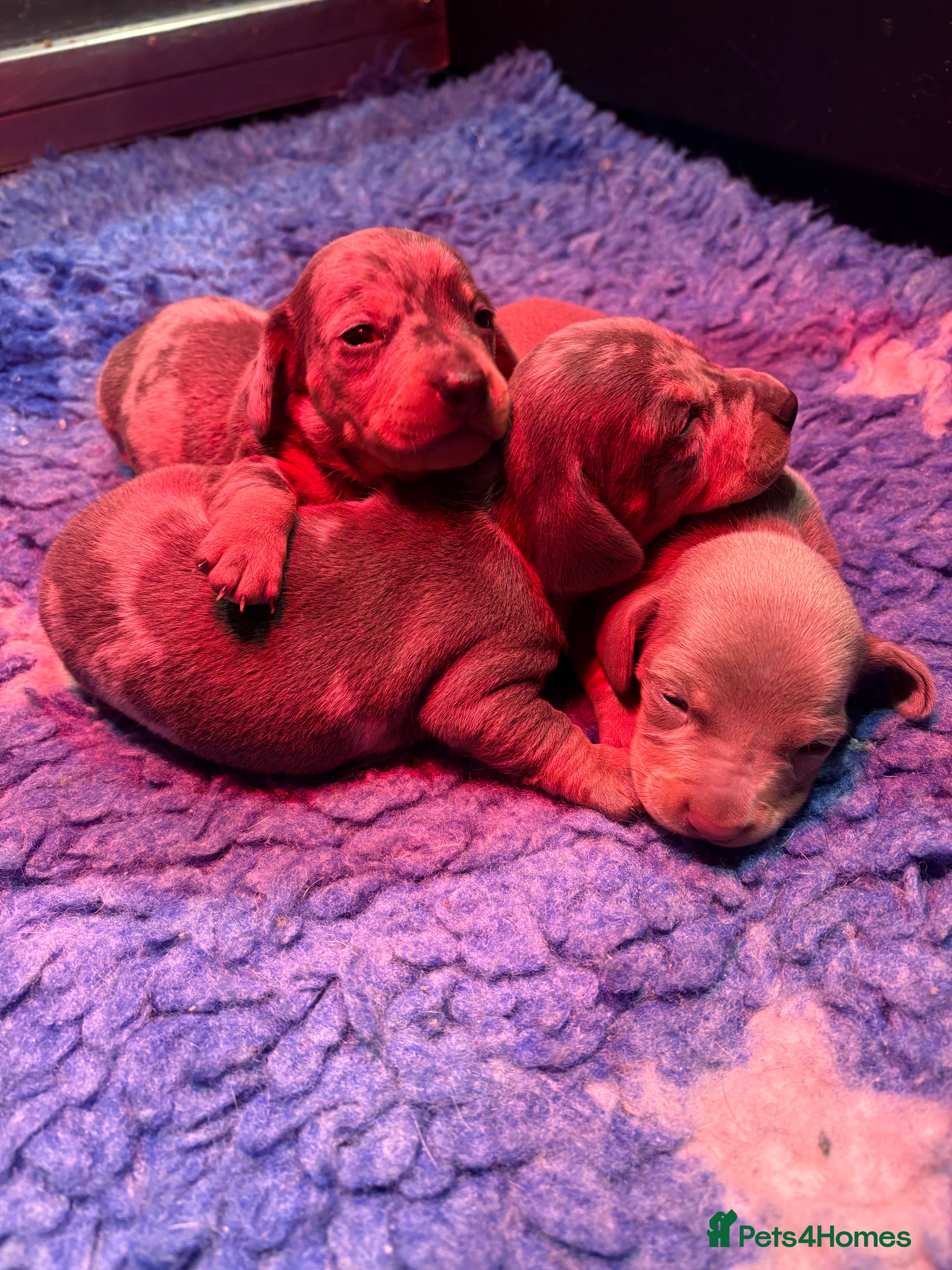 Miniature Dachshund dogs Miniature Dachshund KC Puppies  - Advert 1