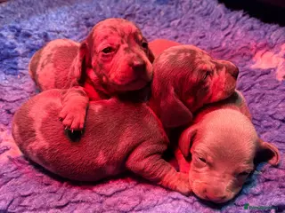 Miniature Dachshund dogs Miniature Dachshund KC Puppies - Advert 3
