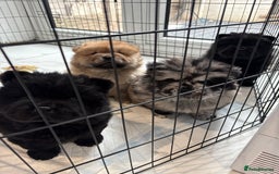 Chow Chow dogs for sale: BLACK GIRL CHOW CHOW - READY NOW!!! - Image 3