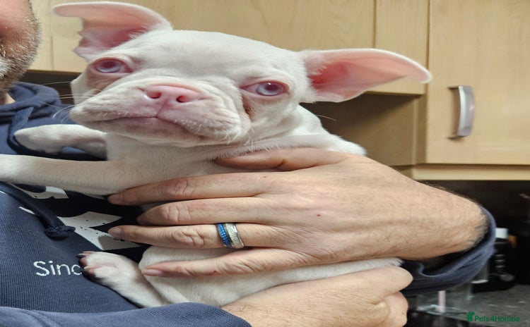 Mixed Breed dogs - Advert 1