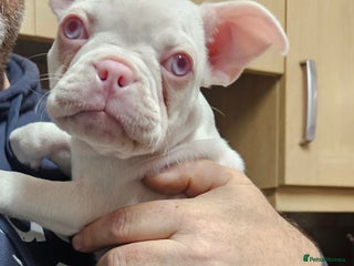 Mixed Breed dogs - Advert 3