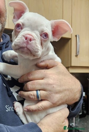 Mixed Breed dogs - Advert 1