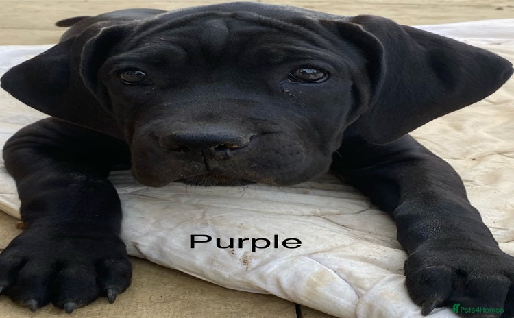 Cane Corso dogs - Advert 4