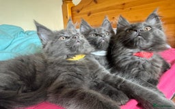 Maine Coon cats for sale: 25% OFF PURE MAINE COONS FROM CHAMPION BLOODLINE! - Image 3