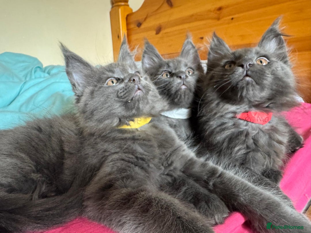 Maine Coon cats for sale: 25% OFF PURE MAINE COONS FROM CHAMPION BLOODLINE! - Image 3