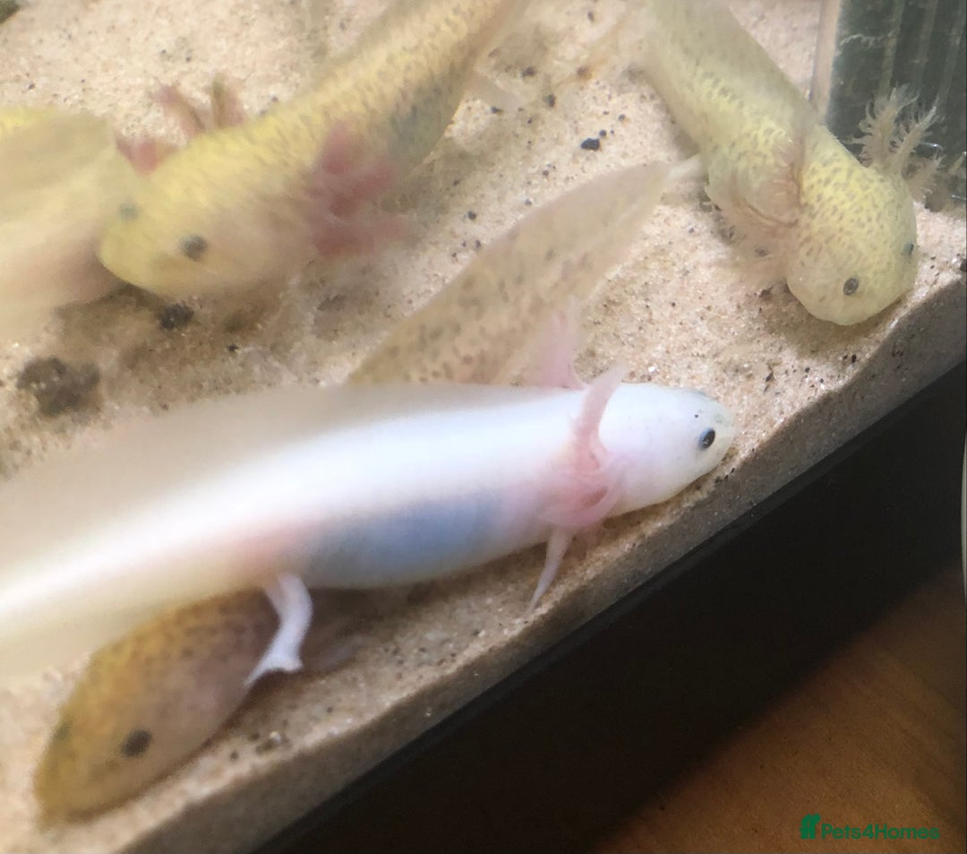 Axolotl reptiles for sale: Nicely grown on baby Axolotls 5 months old - Image 5