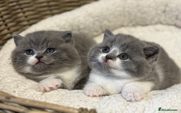 British Shorthair cats for sale: British shorthair-TICA pedigree,champion bloodline - Image 1