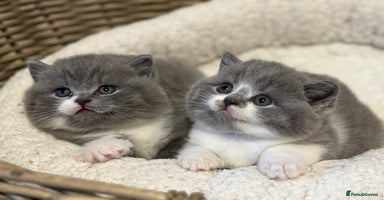 British Shorthair cats - Advert 15