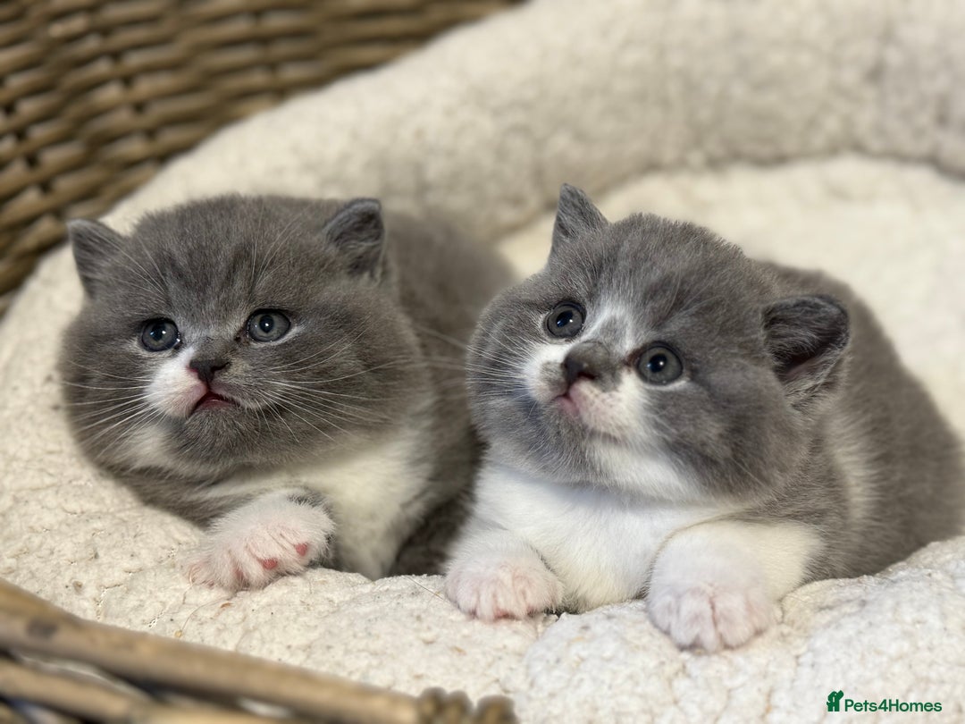 British Shorthair cats for sale: British shorthair-TICA pedigree,champion bloodline - Image 1