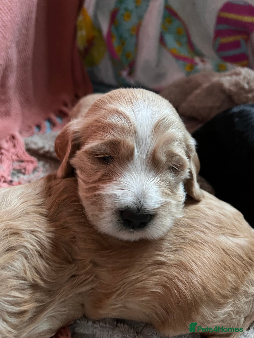 Cockapoo dogs for sale: Cocker spaniel/Cockapoo Pups - Advert 13