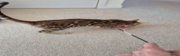Bengal cats for sale: Stunning Pedigree Bengal Kittens - Advert 17