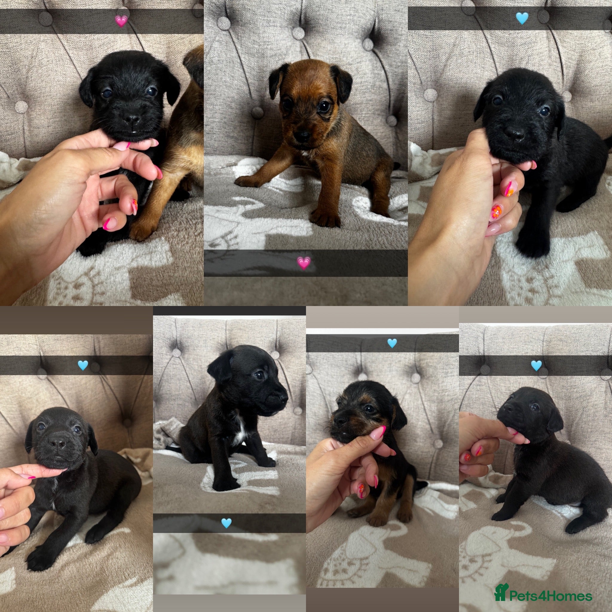 Mixed Breed dogs Fell terriers  - Advert 10