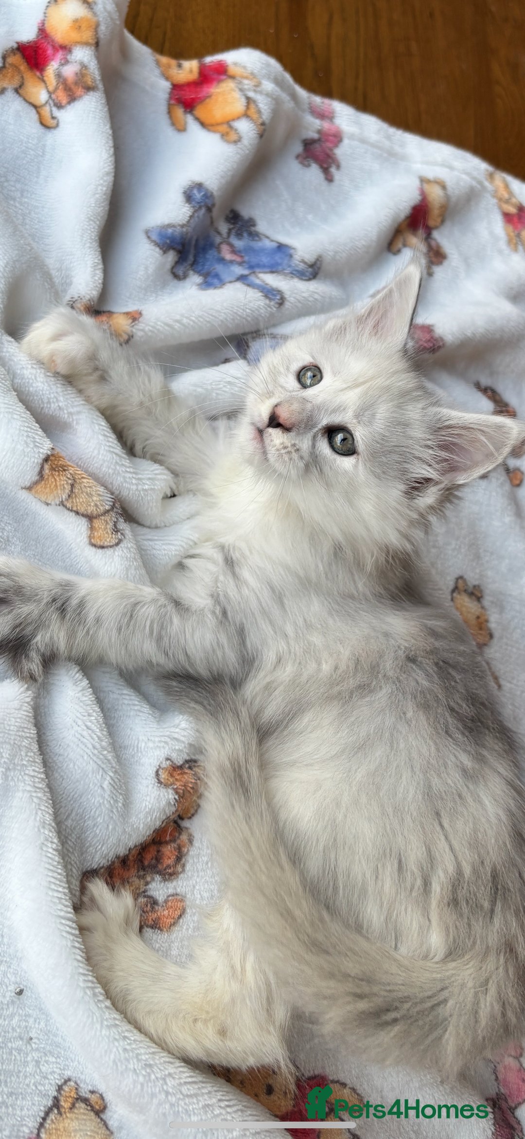 Maine Coon cats for sale: Stunning main coon kittens 🦁 - Advert 2