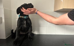 Cane Corso dogs for sale: Cane corso puppies  - Image 7